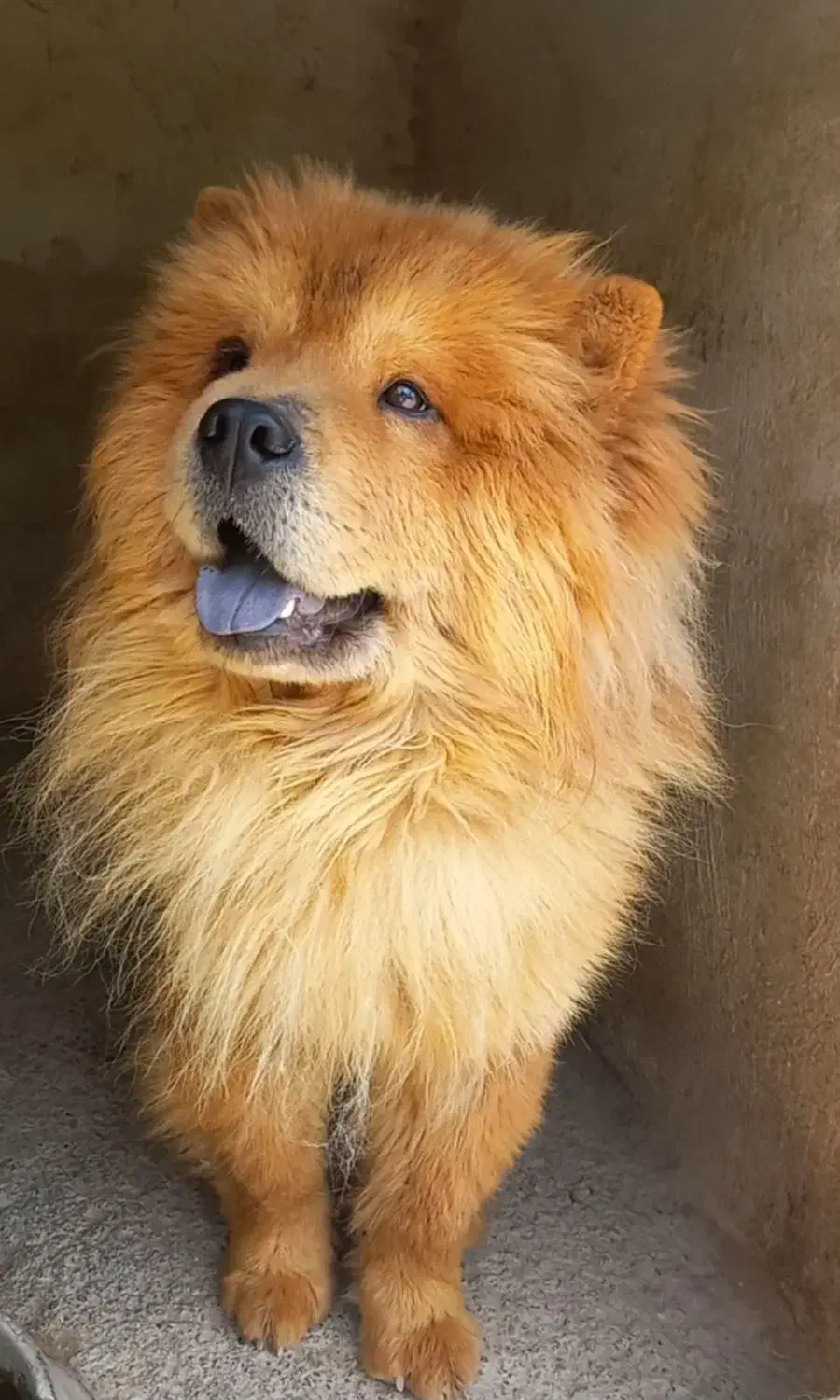 چاوچاو نر و ماده بالغ|سگ|رودهن, |دیوار