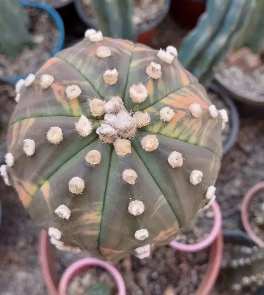 کاکتوس ابلق|گل و گیاه طبیعی|پاکدشت, پاکدشت (مامازند)|دیوار