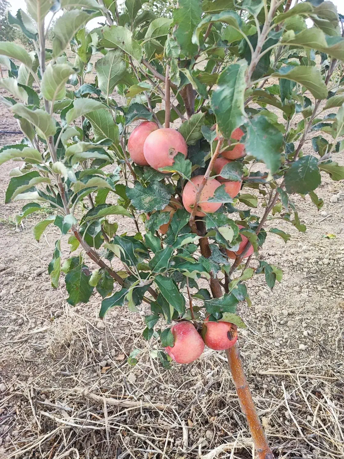 خدمات درختان میوه|خدمات باغبانی و درختکاری|اراک, |دیوار