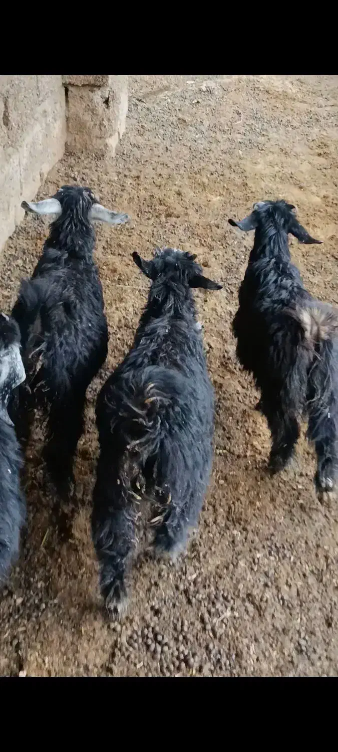 کهره سبک|حیوانات مزرعه|بهبهان, |دیوار