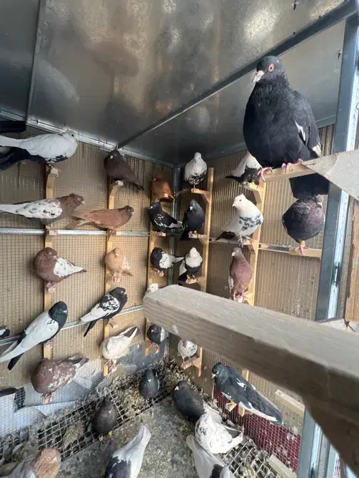 کفتر|پرنده|شیراز, شهرک قمشه|دیوار