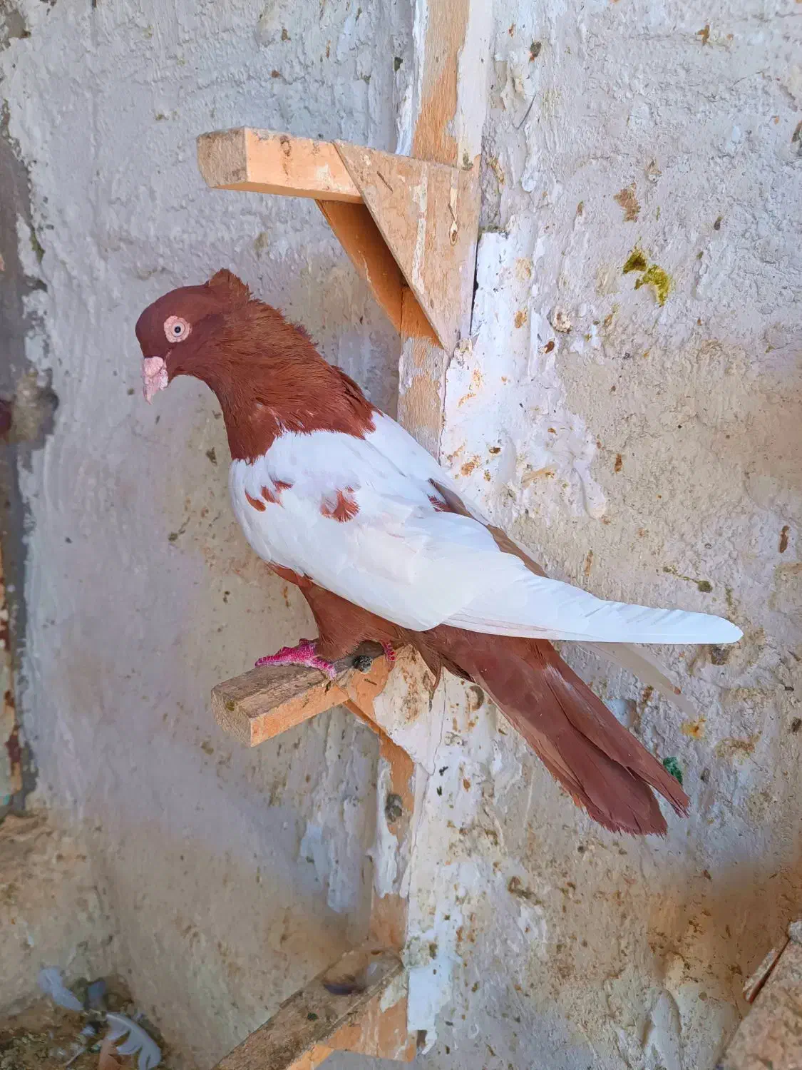 سینه سرخ|پرنده|شیراز, دلگشا|دیوار