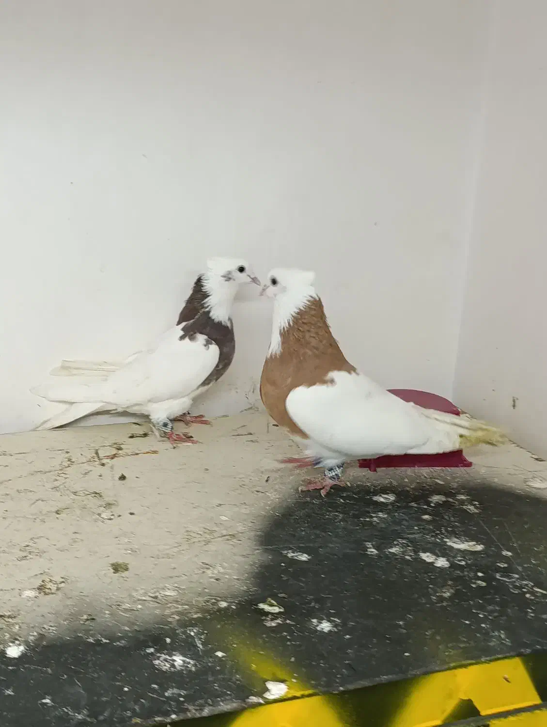 کبوتر|پرنده|تبریز, |دیوار