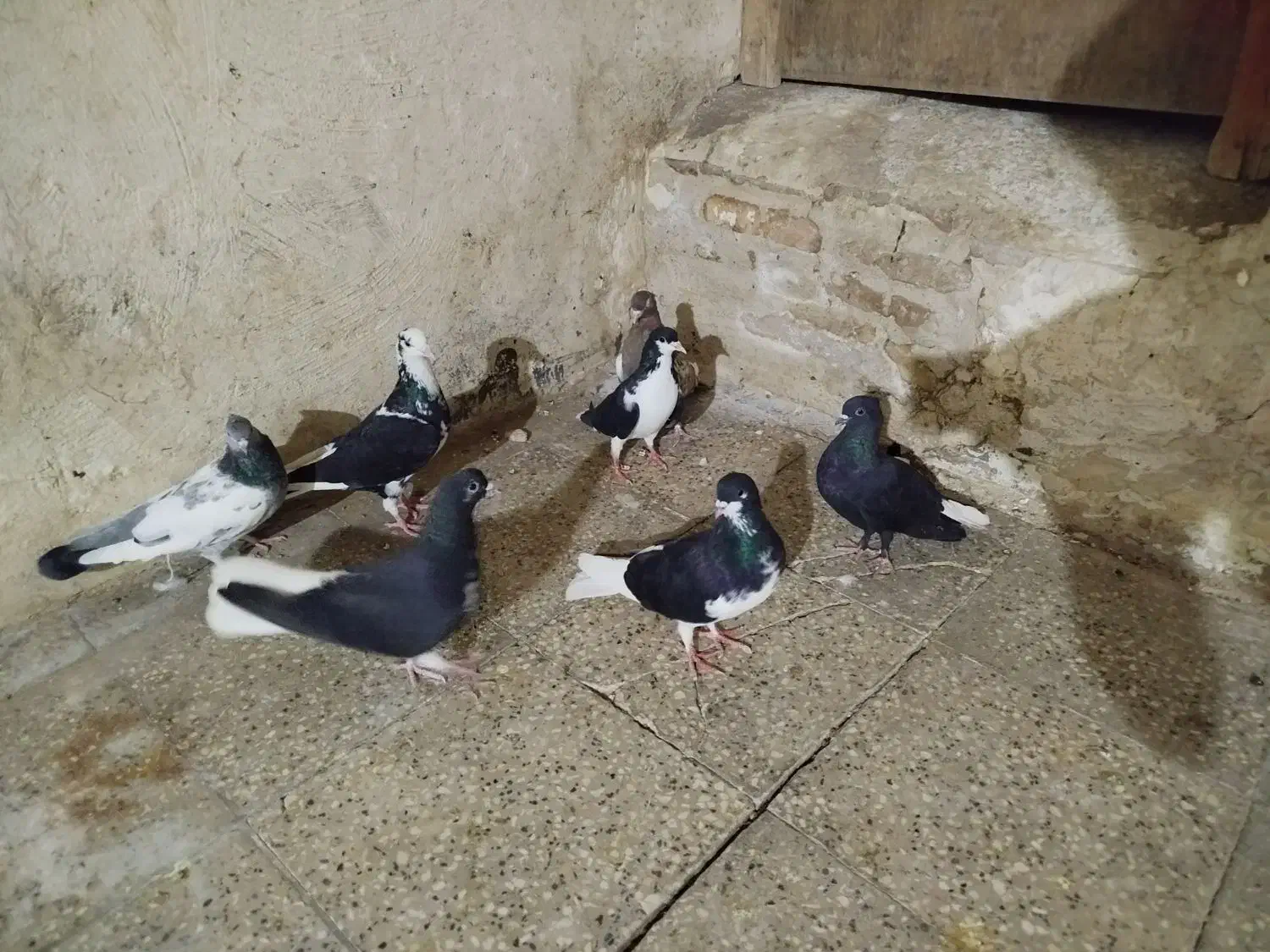 هفت عدد کفتر|پرنده|شیراز, گود عربان|دیوار
