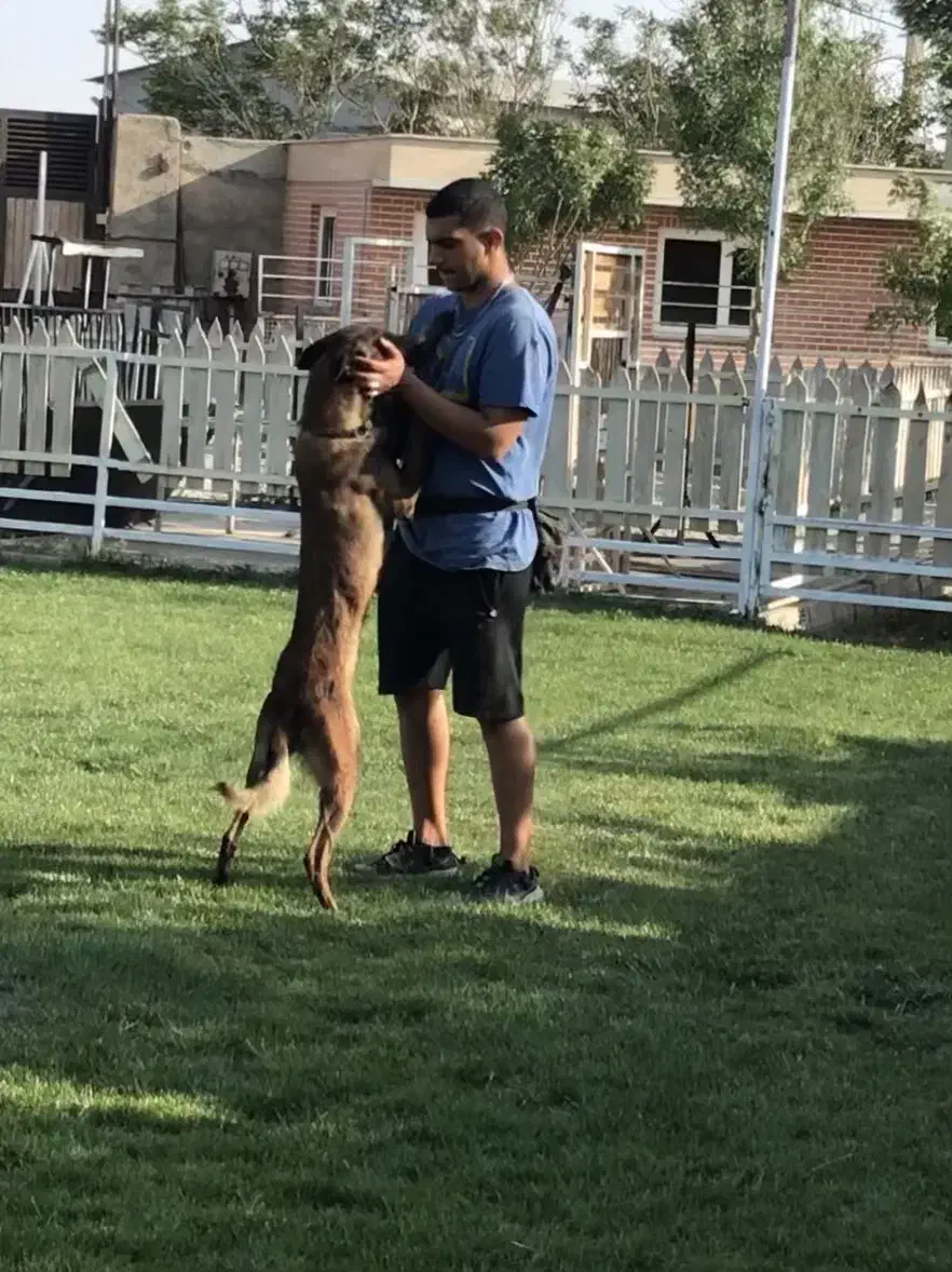 مربی سگ|خدمات آموزشی|اندیشه, اندیشه فاز ۴|دیوار