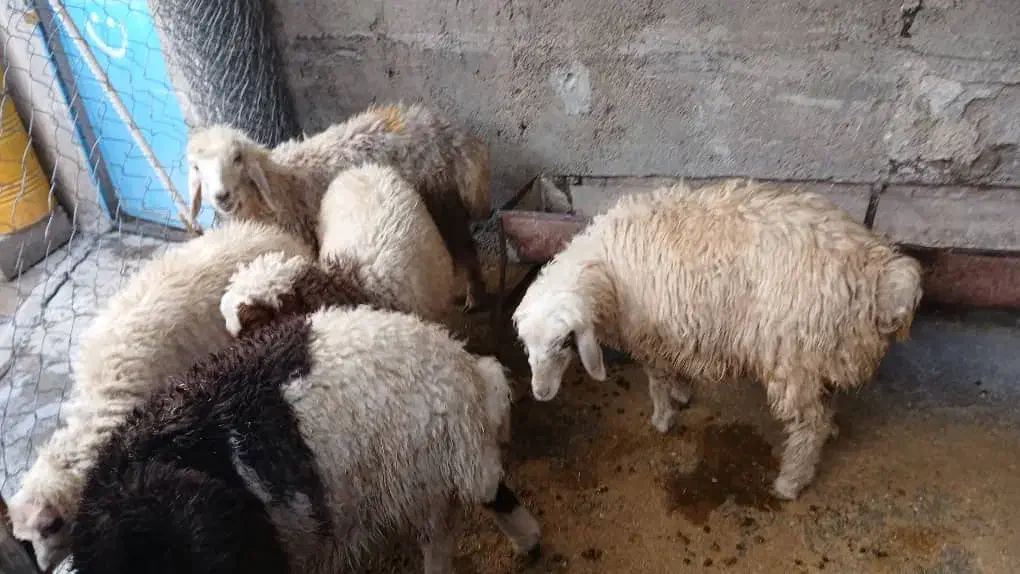 گوسفند پرواری|حیوانات مزرعه|ایوان, |دیوار