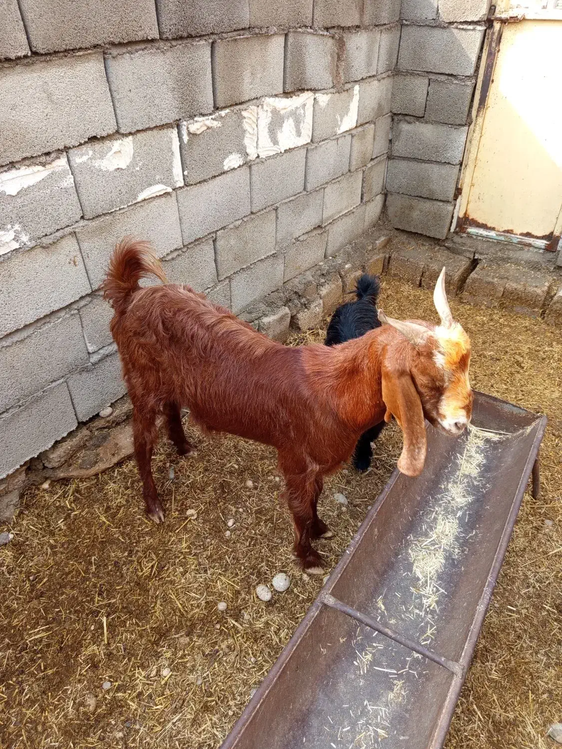 بز تیشتر بیگ|حیوانات مزرعه|شوشتر, |دیوار