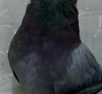 سبزه ساده ازم رفت|حیوانات|بندر ماهشهر, |دیوار