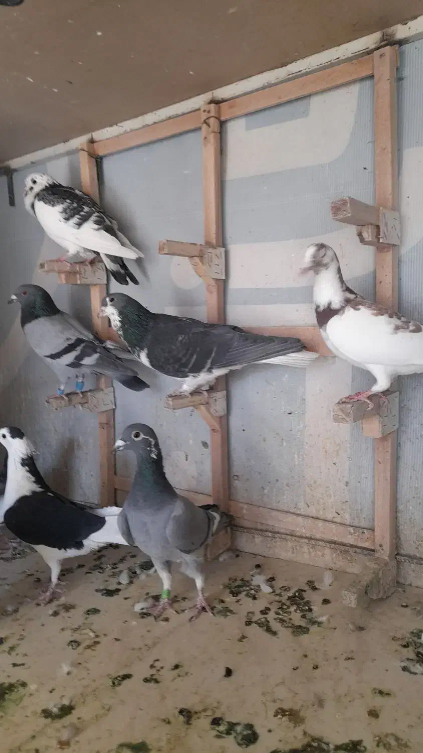 تعدادی پلاکی شهری بهبونی|پرنده|شیراز, تندگویان|دیوار