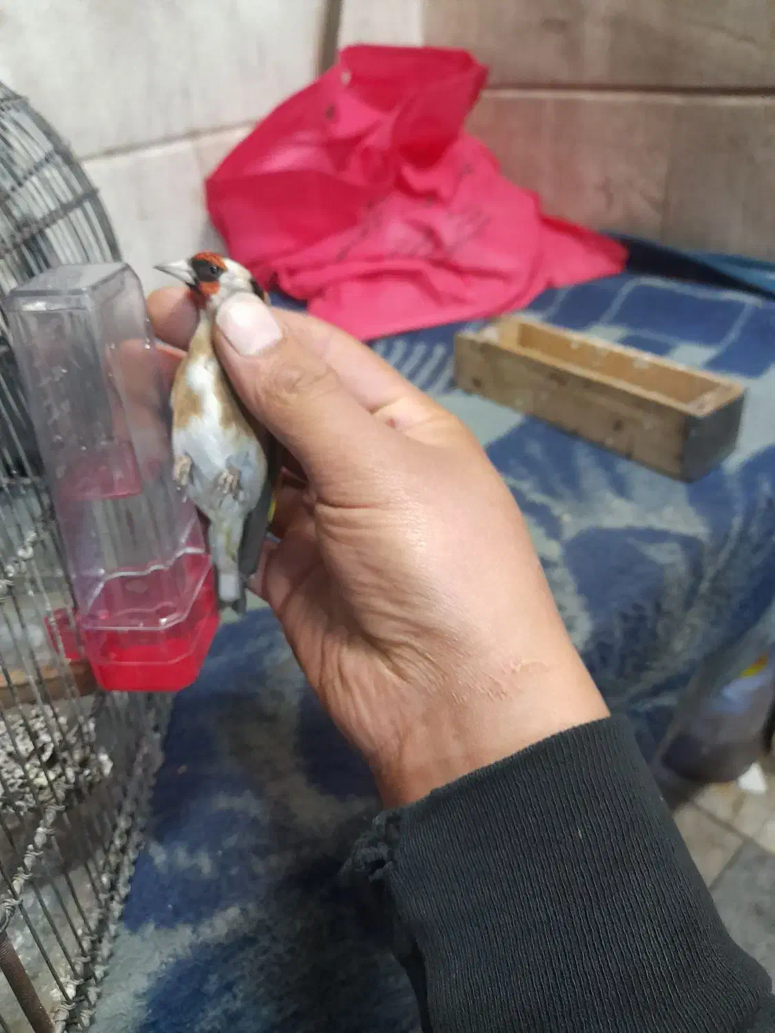 سهره نر|پرنده|قم, آزادگان|دیوار