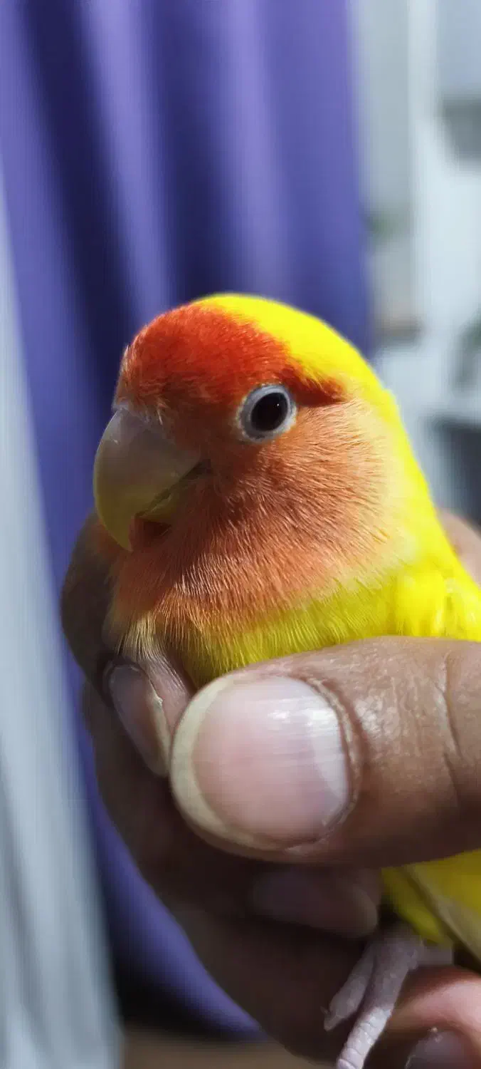 طوطی برزیلی|پرنده|سنگر, |دیوار