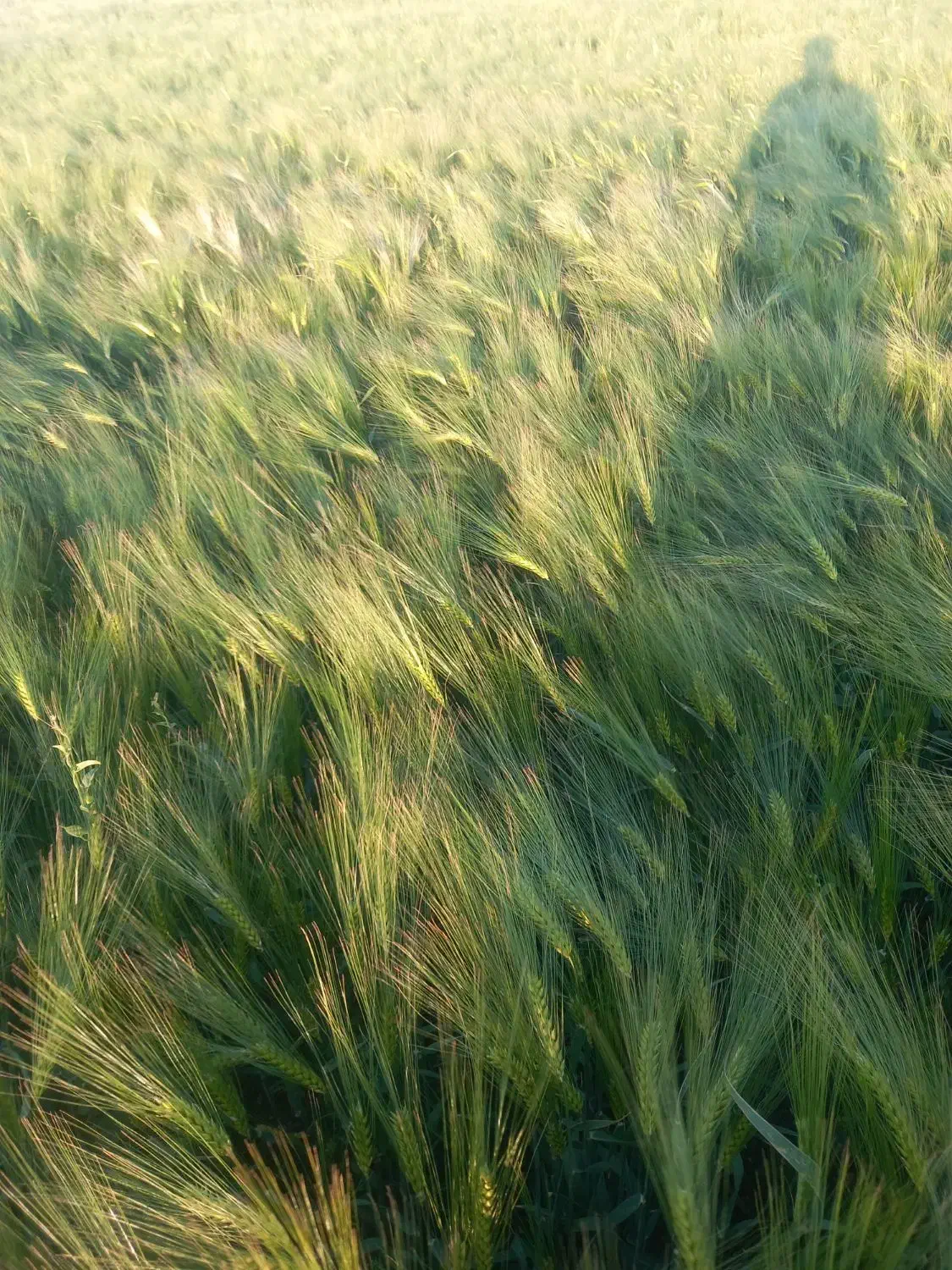 فروش جو بذر شهبود۳۵تومان|گل و گیاه طبیعی|کبودرآهنگ, |دیوار