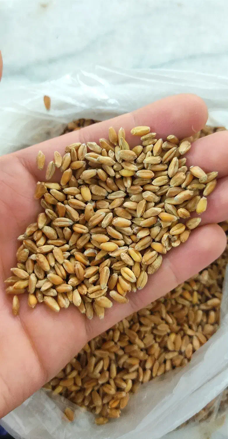 گندم|خدمات باغبانی و درختکاری|گنبد کاووس, |دیوار