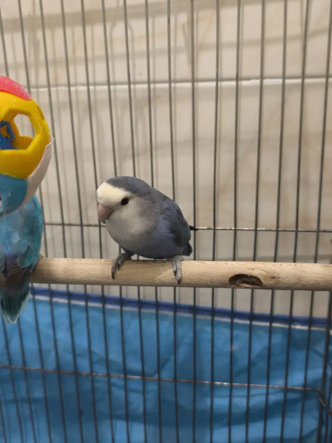 جفت کوتوله برزیلی|پرنده|مرودشت, پشت سایپا‎|دیوار