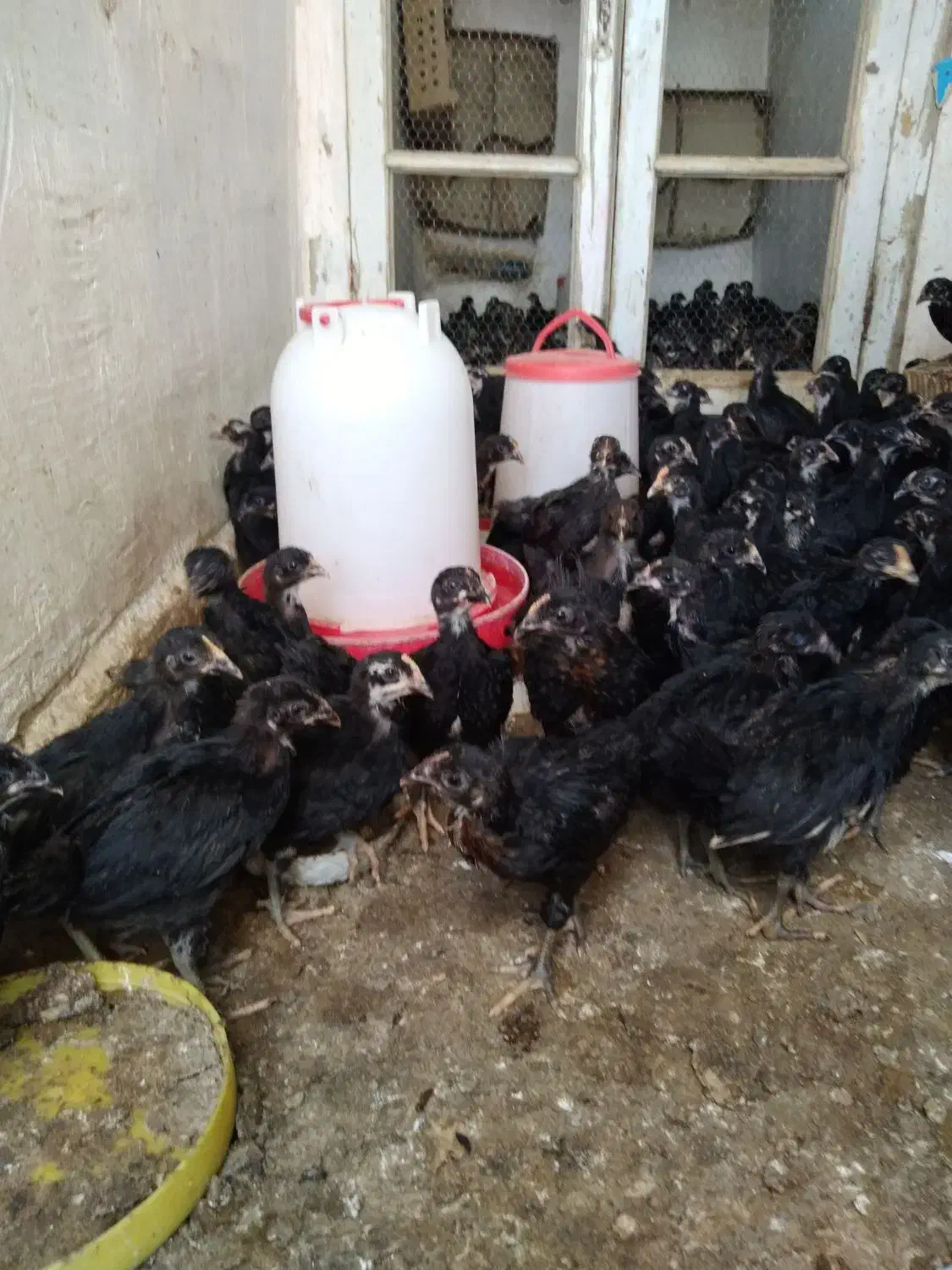 جوجه مرغ خروس|حیوانات مزرعه|قم, زنبیل آباد|دیوار