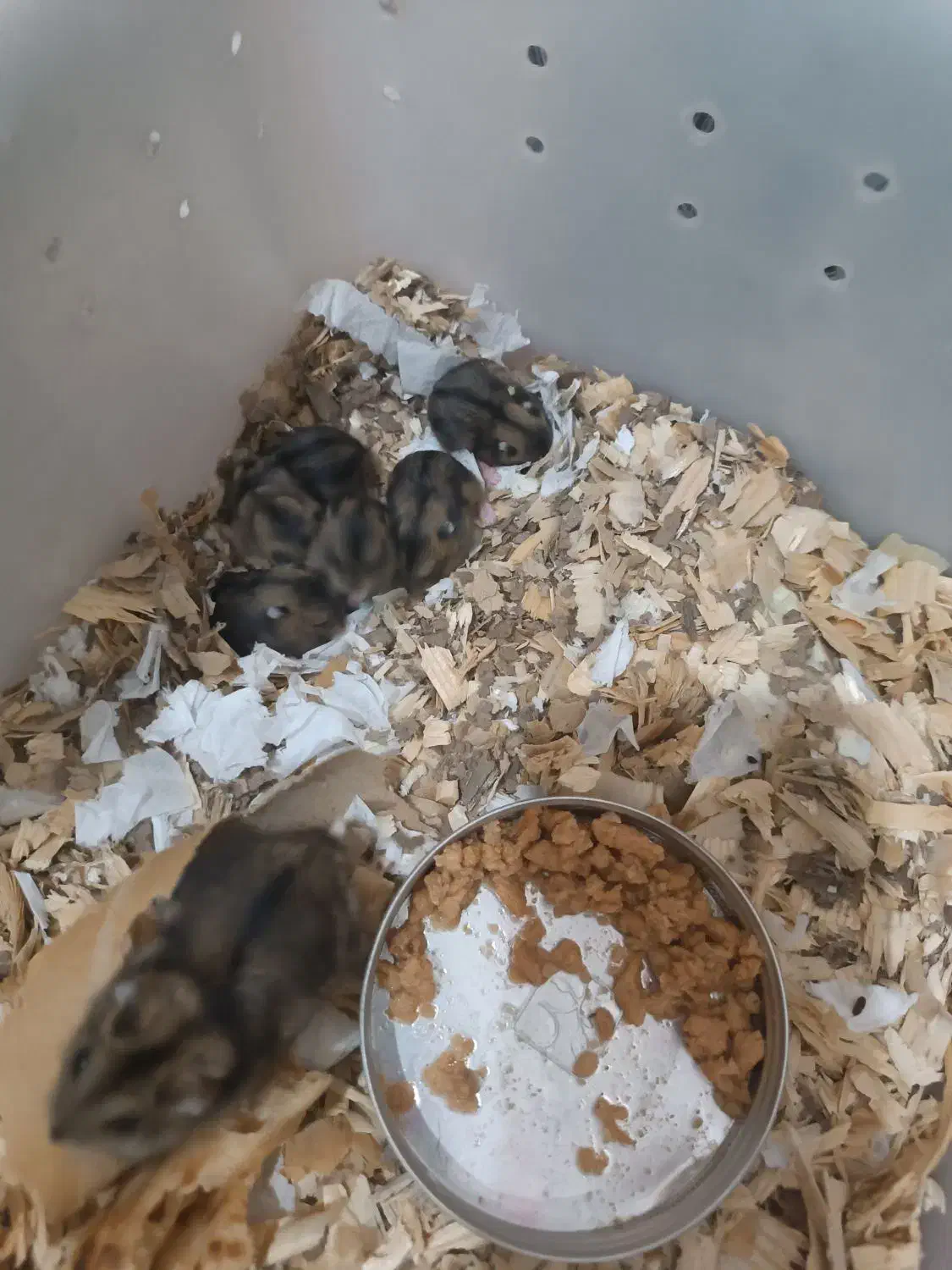 همستر کمپل|موش و خرگوش|رشت, نخودچر|دیوار