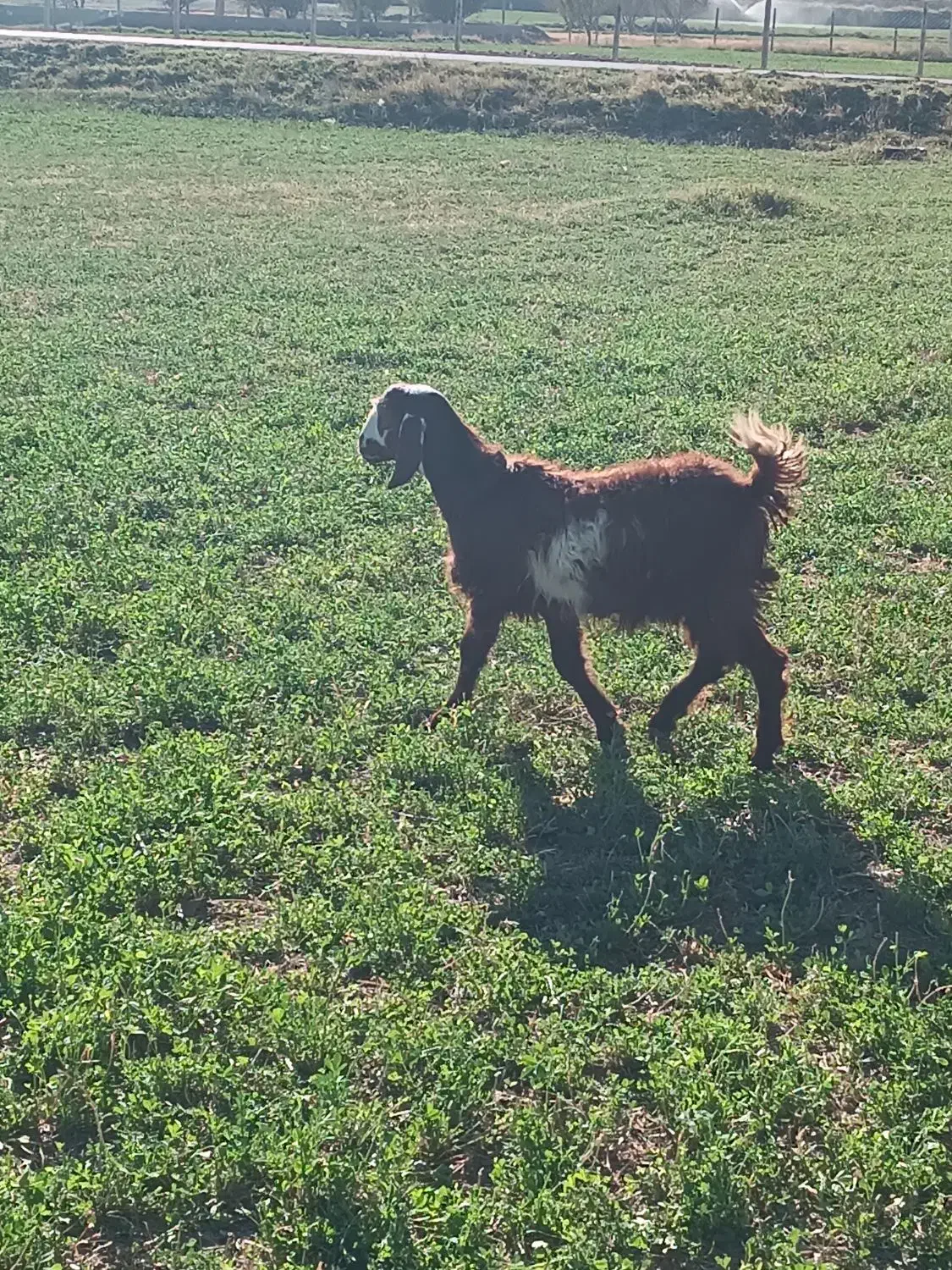 فروش بز و بزغاله|حیوانات مزرعه|بوکان, |دیوار