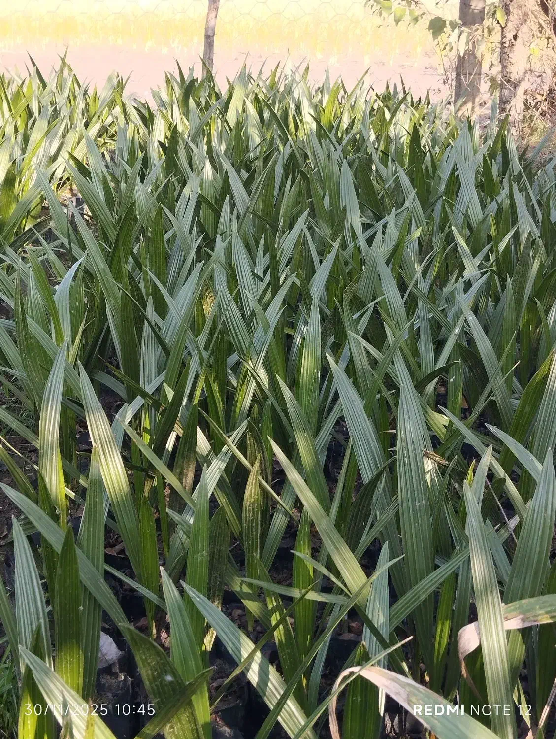 گل وگیاه|گل و گیاه طبیعی|کلاچای, |دیوار