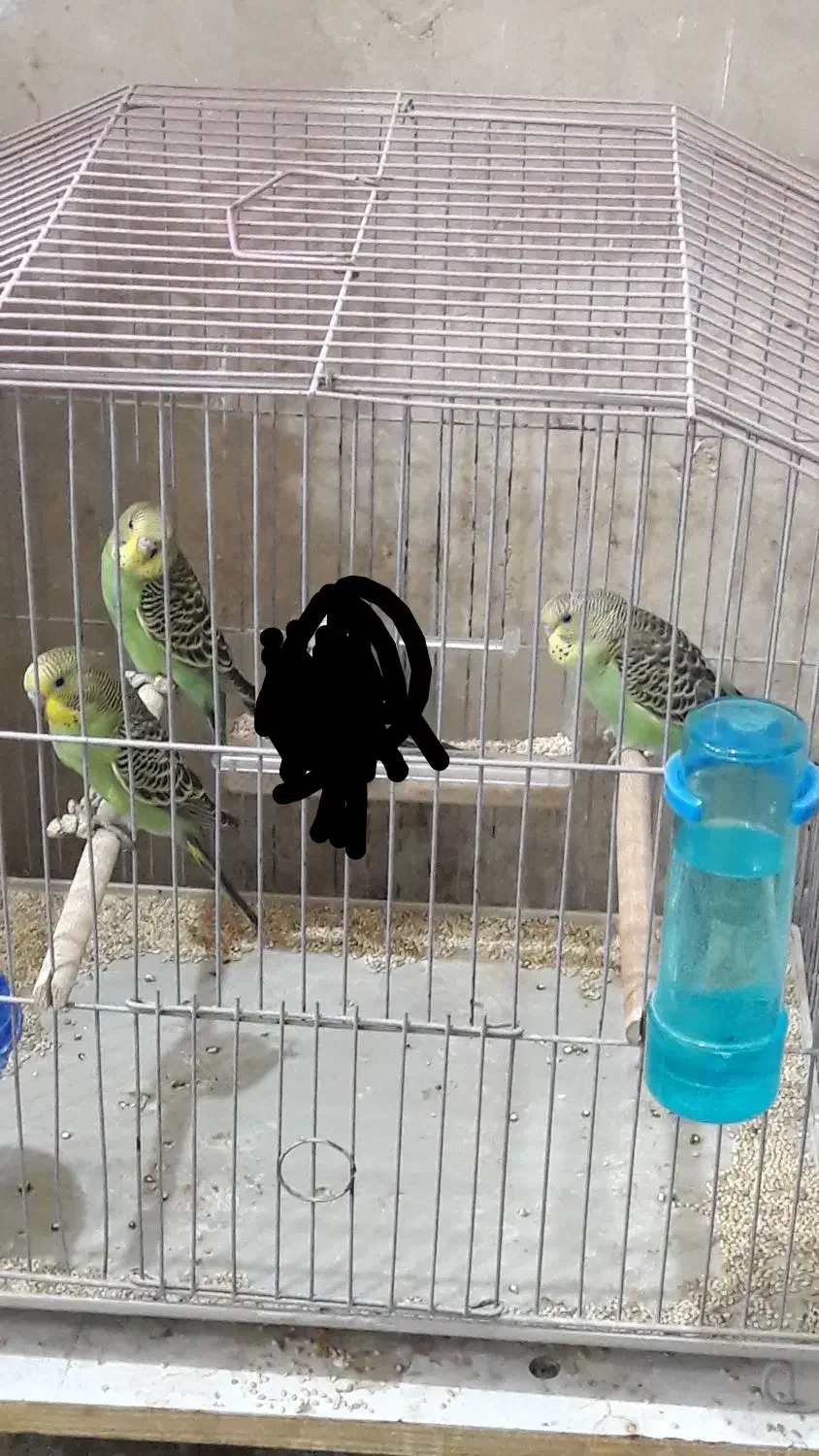 مرغ عشق|پرنده|یاسوج, |دیوار