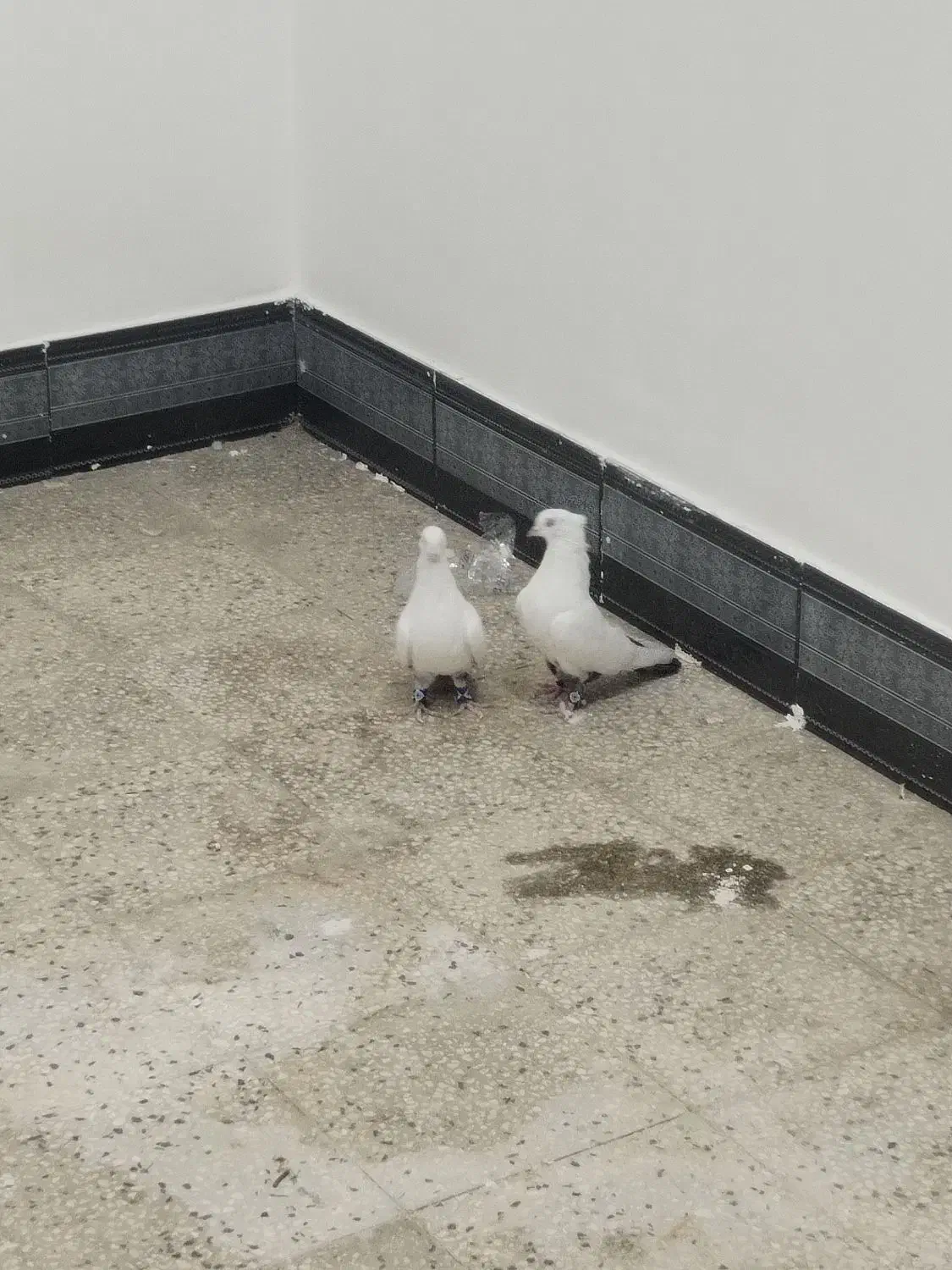 کبوتر دمبی نروماده|پرنده|بهبهان, |دیوار