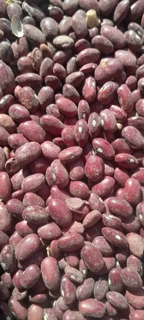 لوبیاقرمزخوشبخت قیمت ۲۱۰تومان|عمده‌فروشی|نظر کهریزی, |دیوار