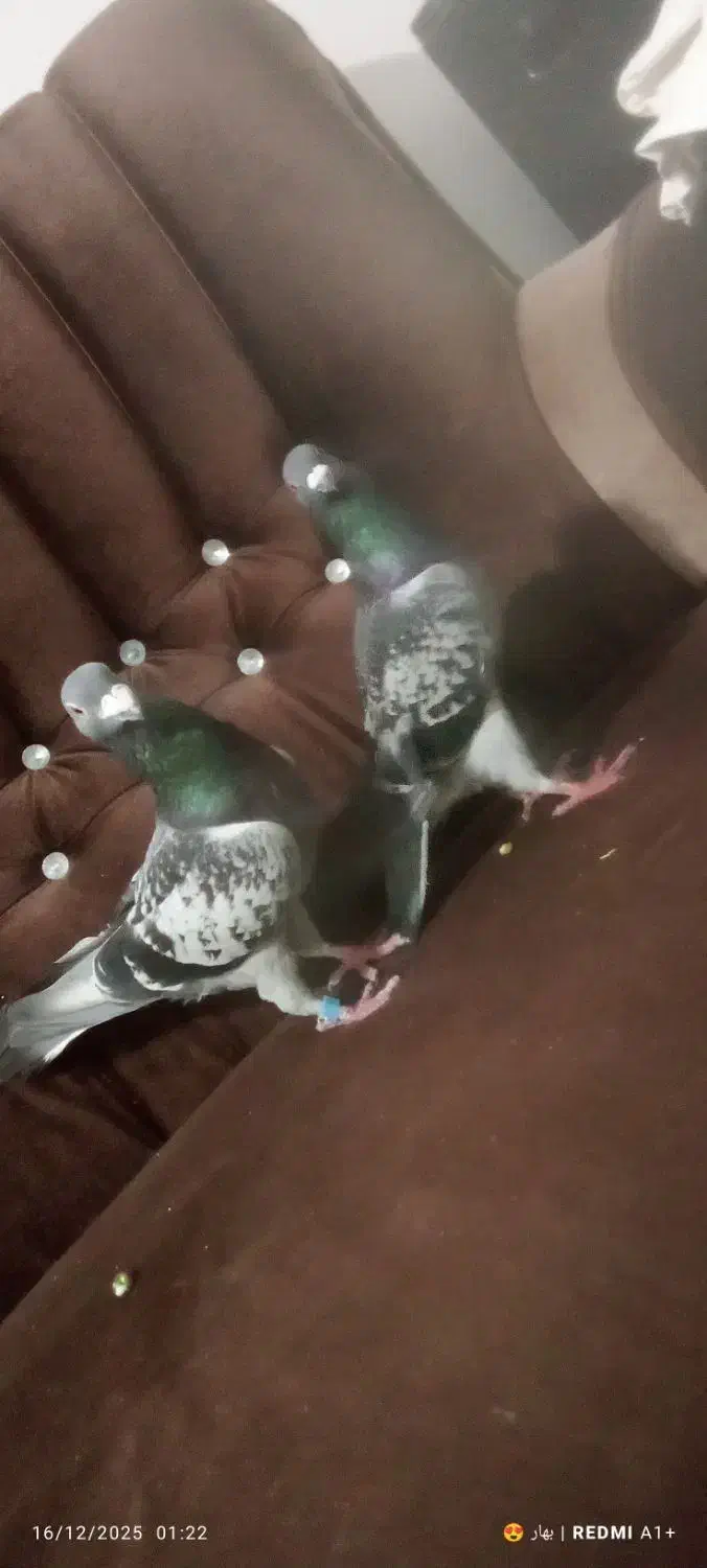 کفتر سبز مگسی|پرنده|گنبد کاووس, |دیوار