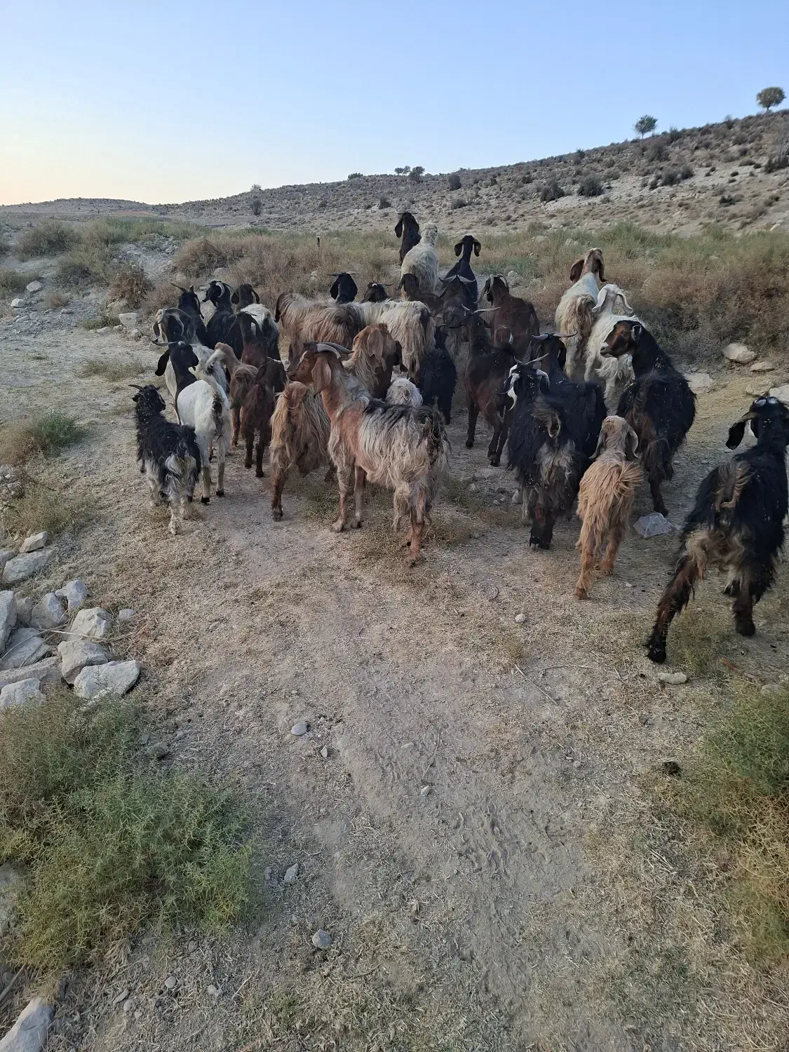 فروش ۳۰ عدد بز جوان با کهره|حیوانات مزرعه|کوار, |دیوار