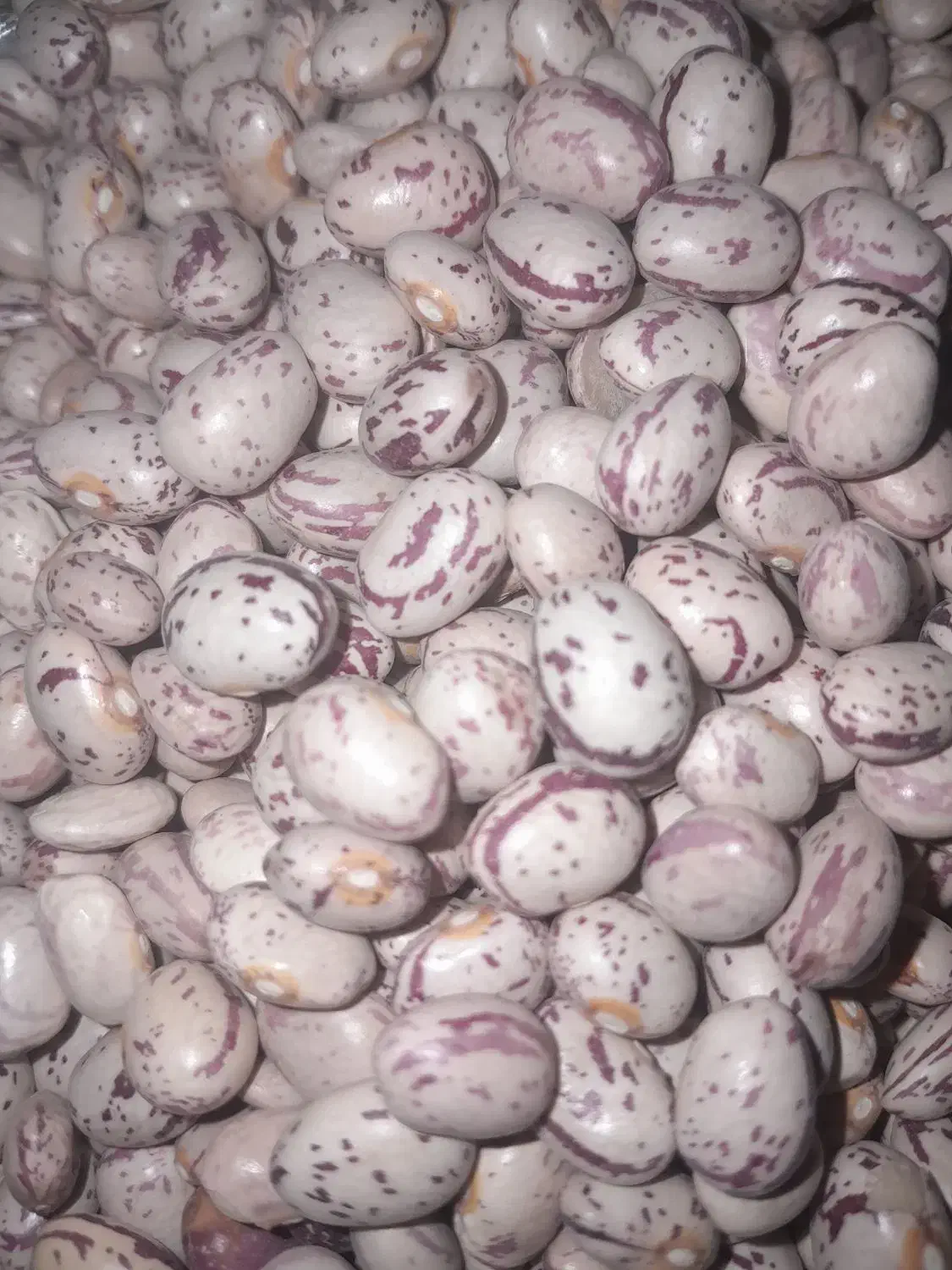 لوبیاچیتی‌ کوشاامسالی|خوردنی و آشامیدنی|شاهین‌شهر, طالقانی|دیوار