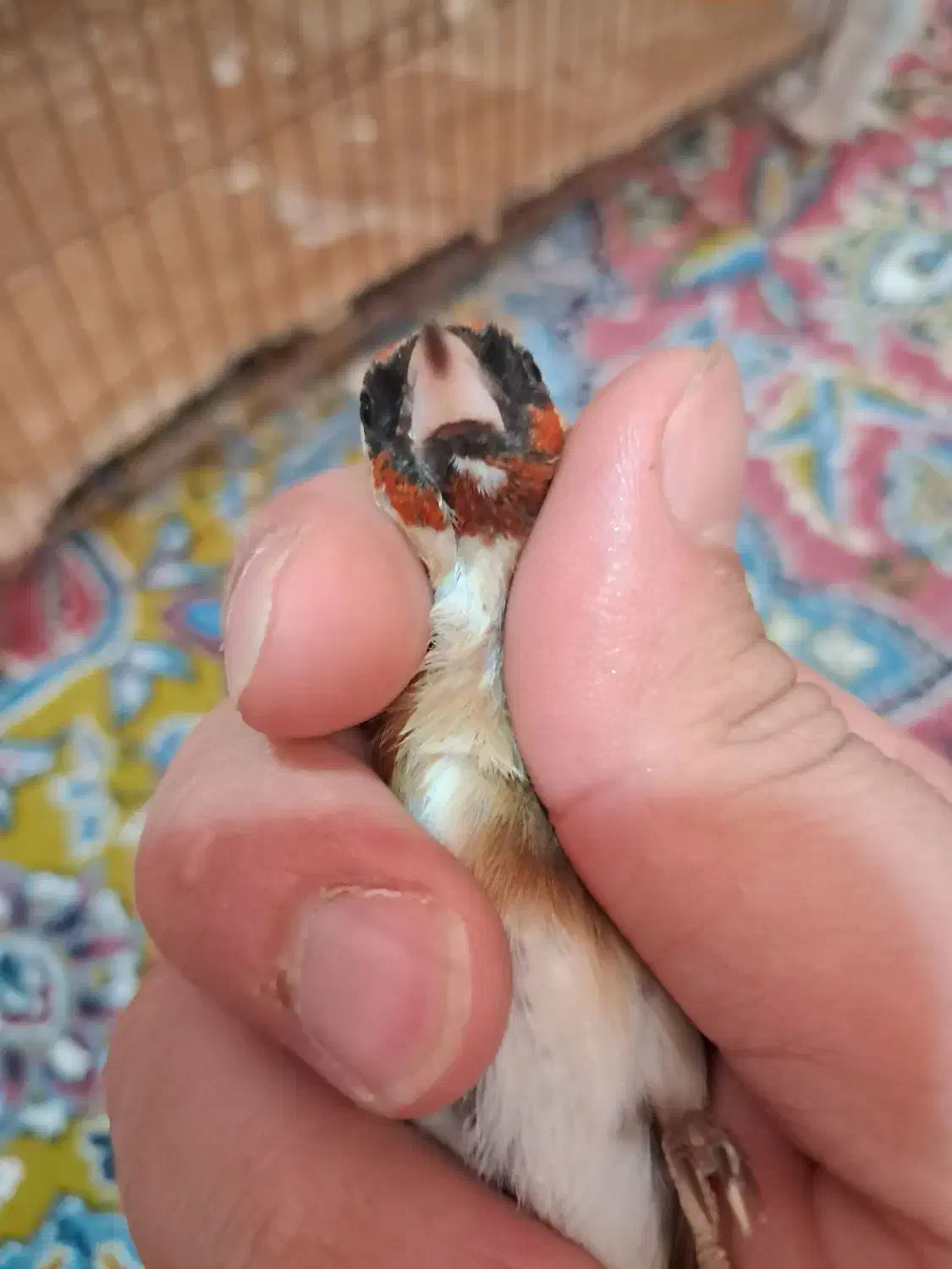 سهره ماده چونه|پرنده|رشت, حافظ آباد|دیوار