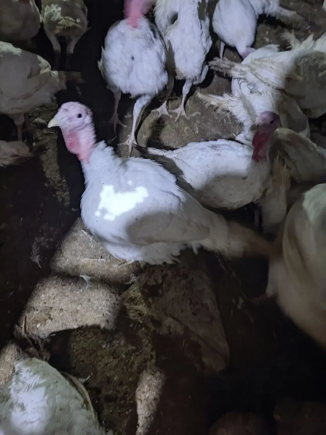 بوقلمون بیوتی|حیوانات مزرعه|قوچان, |دیوار