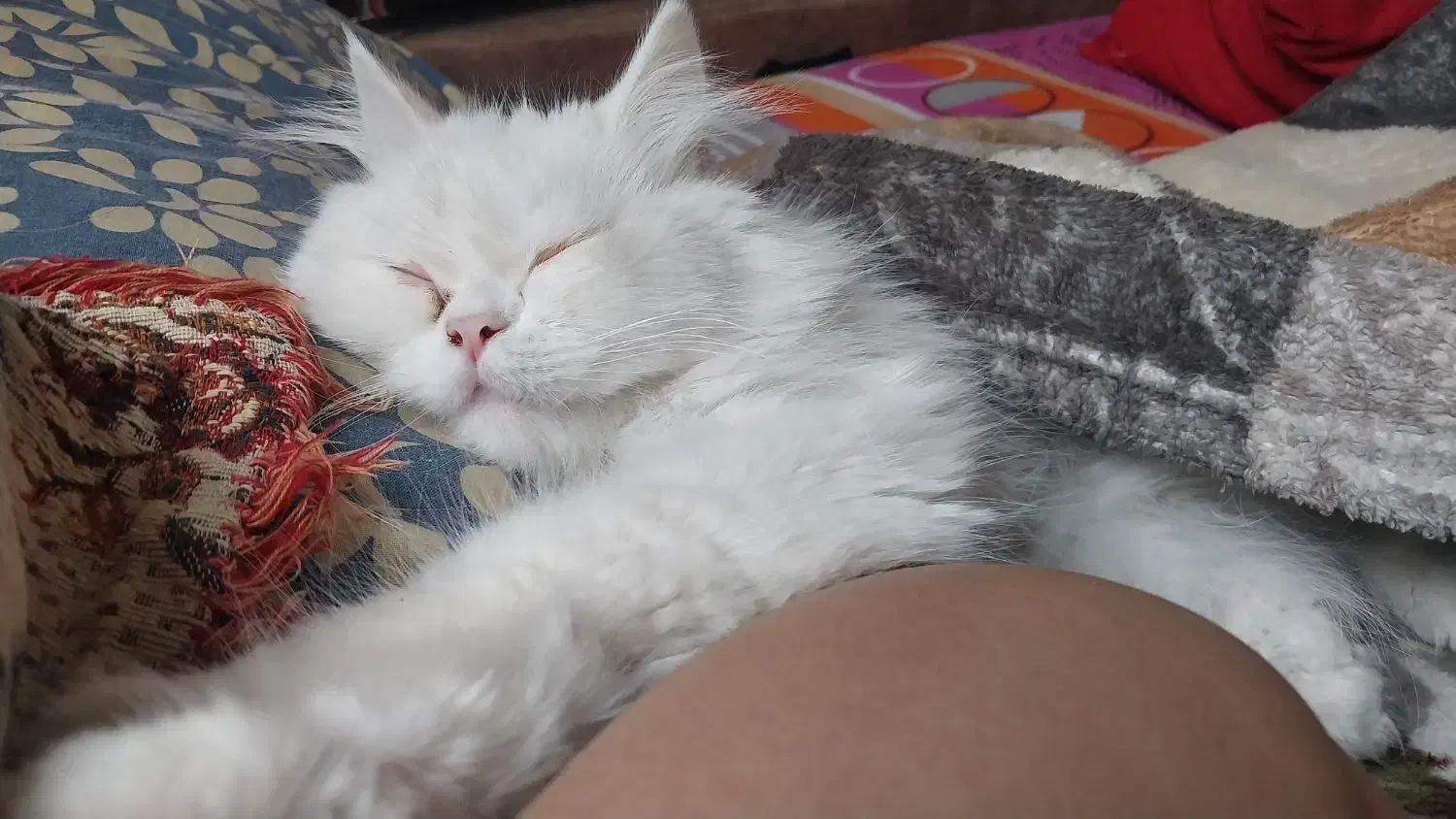 گربه پرشین گمشده|حیوانات|مشهد, الهیه|دیوار