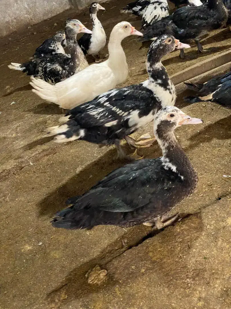 اردک اسرائیلی|حیوانات مزرعه|رشت, توشیبا|دیوار