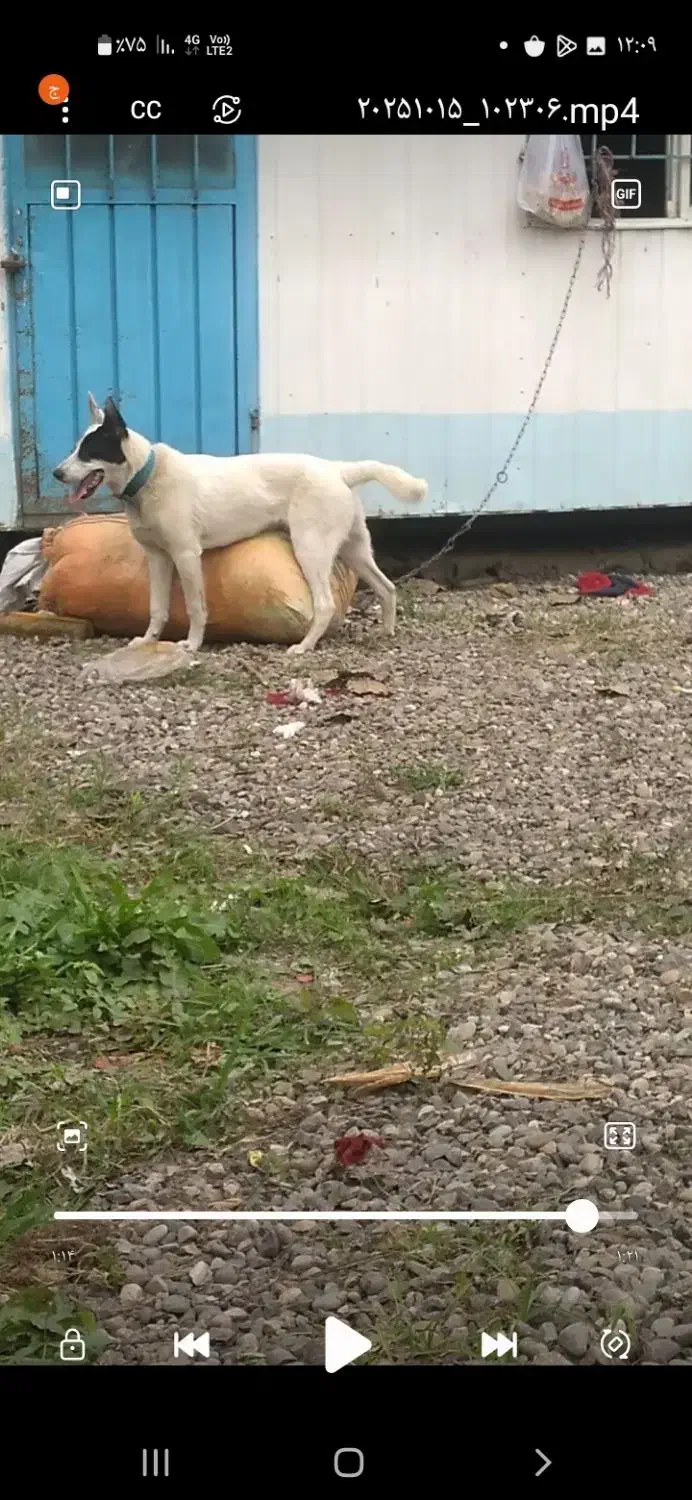 سگ هاستگی زانبی|سگ|طاهرگوراب, |دیوار