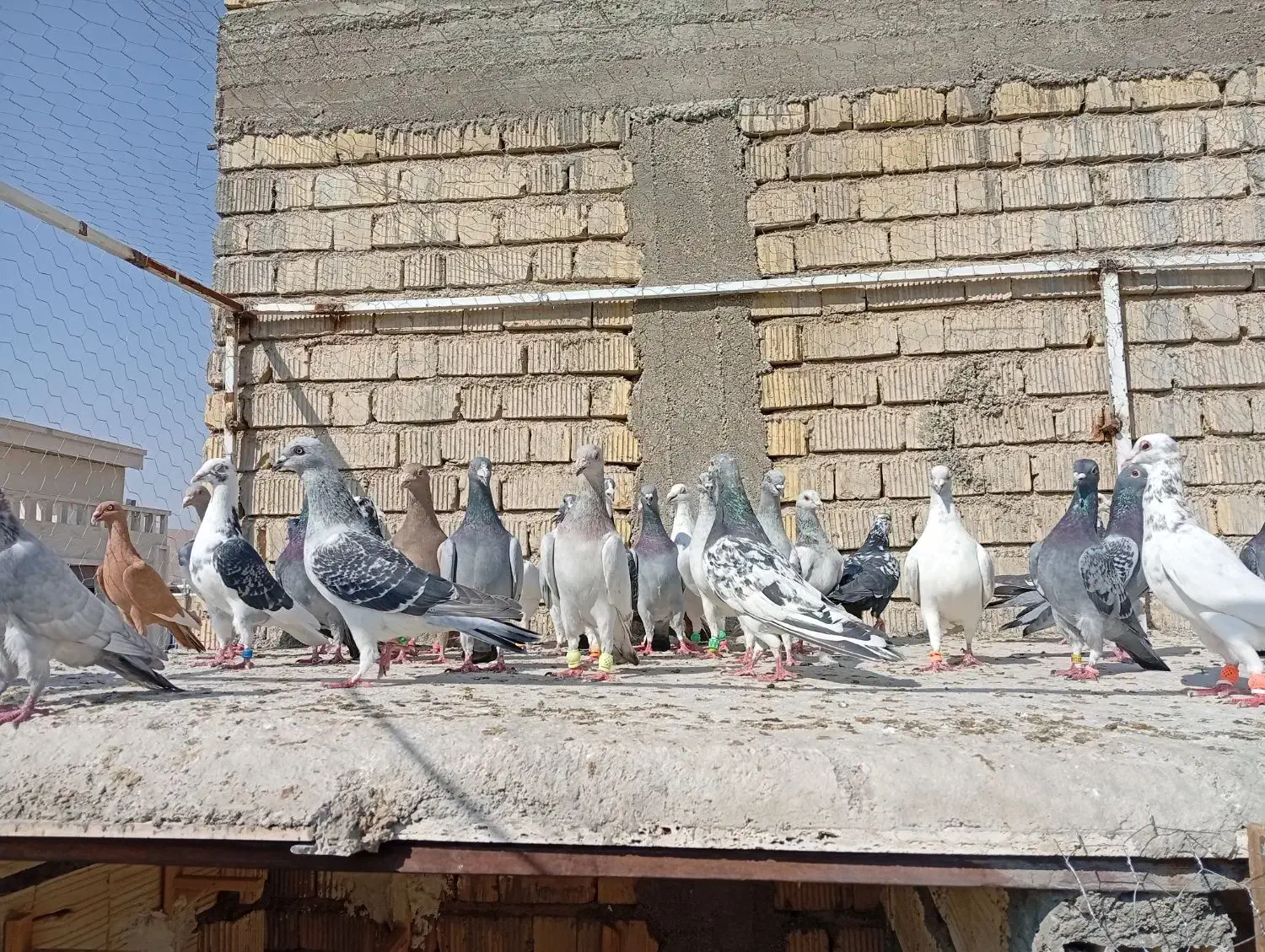 کبوتر|پرنده|شیراز, کرونی(خاتونک)|دیوار