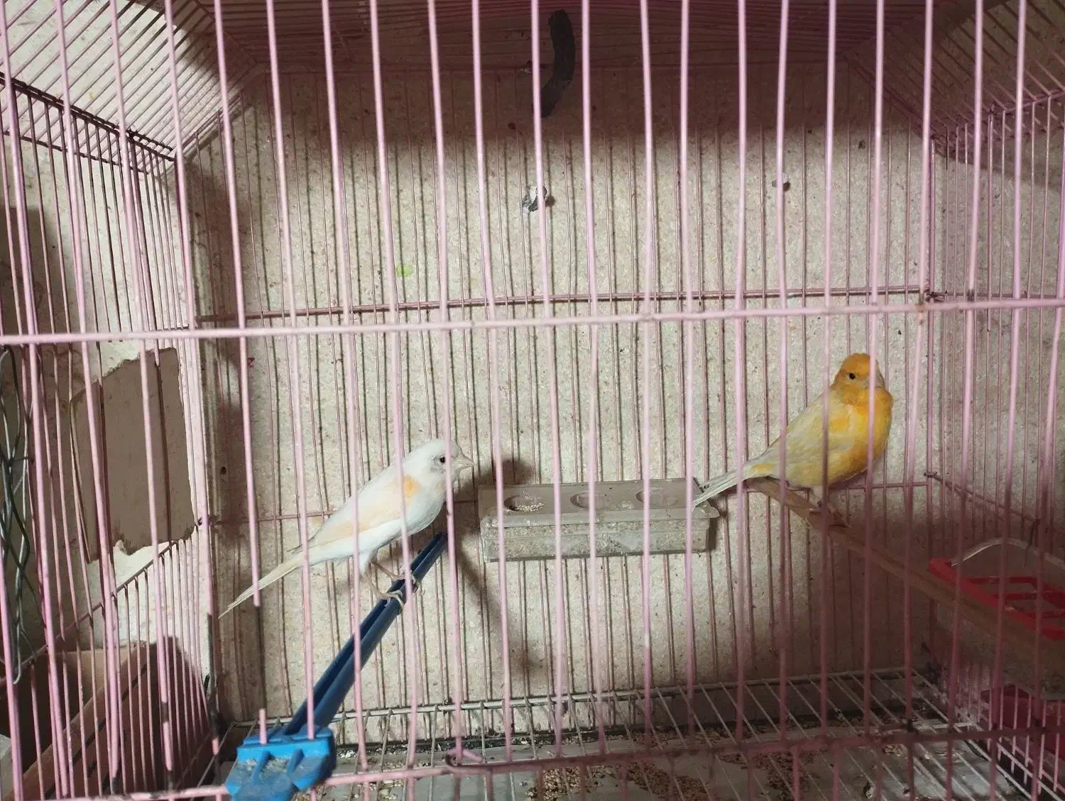 جفت قناری آماده تخم|پرنده|تربت جام, عیدی آباد|دیوار