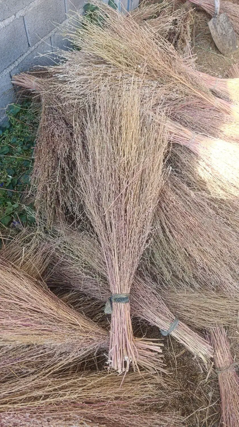 جارو چغندری دسته ای|خدمات باغبانی و درختکاری|لردگان, |دیوار