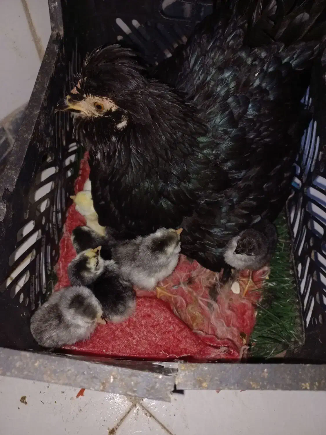 دو عدد مرغ گلین فروشی دونه ۵۰۰|حیوانات مزرعه|کهنوج, |دیوار