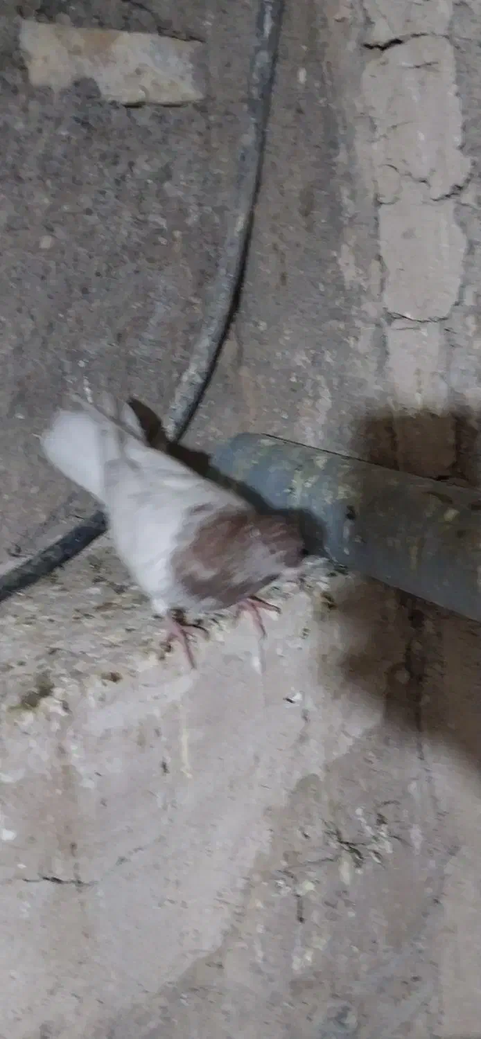 فروش کبوتر|پرنده|میانه, |دیوار