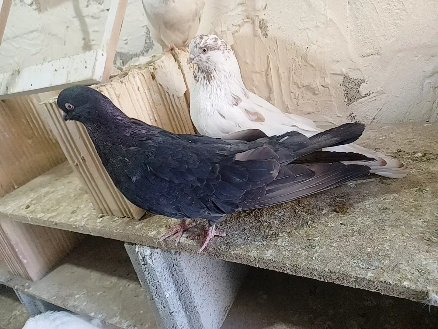 ۸ عدد کبوتر|پرنده|سردشت, |دیوار