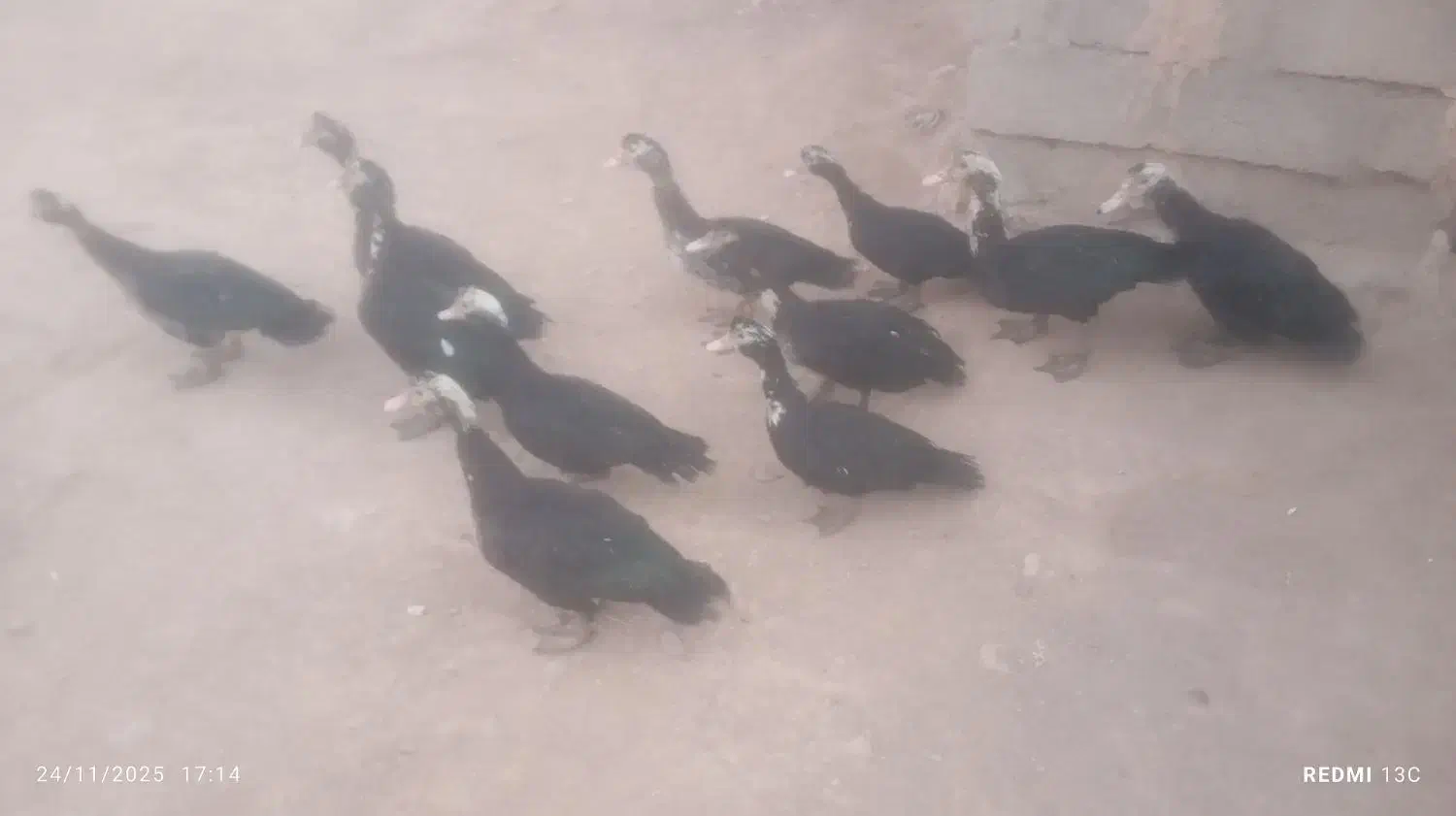 اردک|حیوانات مزرعه|کاغذکنان, |دیوار