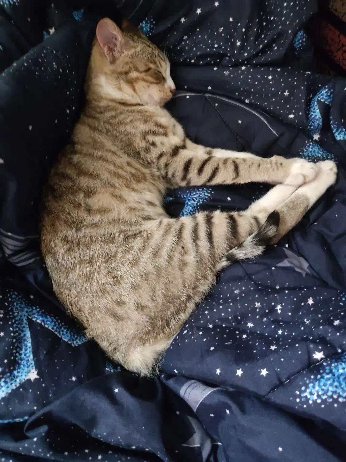 واگذاری دو عدد گربه|گربه|اهواز, بهارستان|دیوار