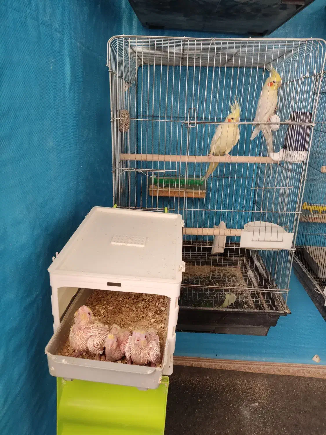 عروس هلندی باجوجه وقفس،خنداب|پرنده|ملایر, |دیوار