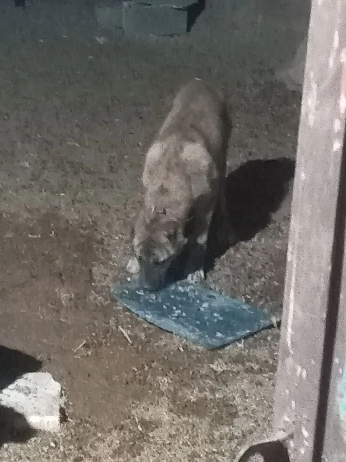 سگ خراسانی|سگ|تربتحیدریه, بهشت عسکری|دیوار