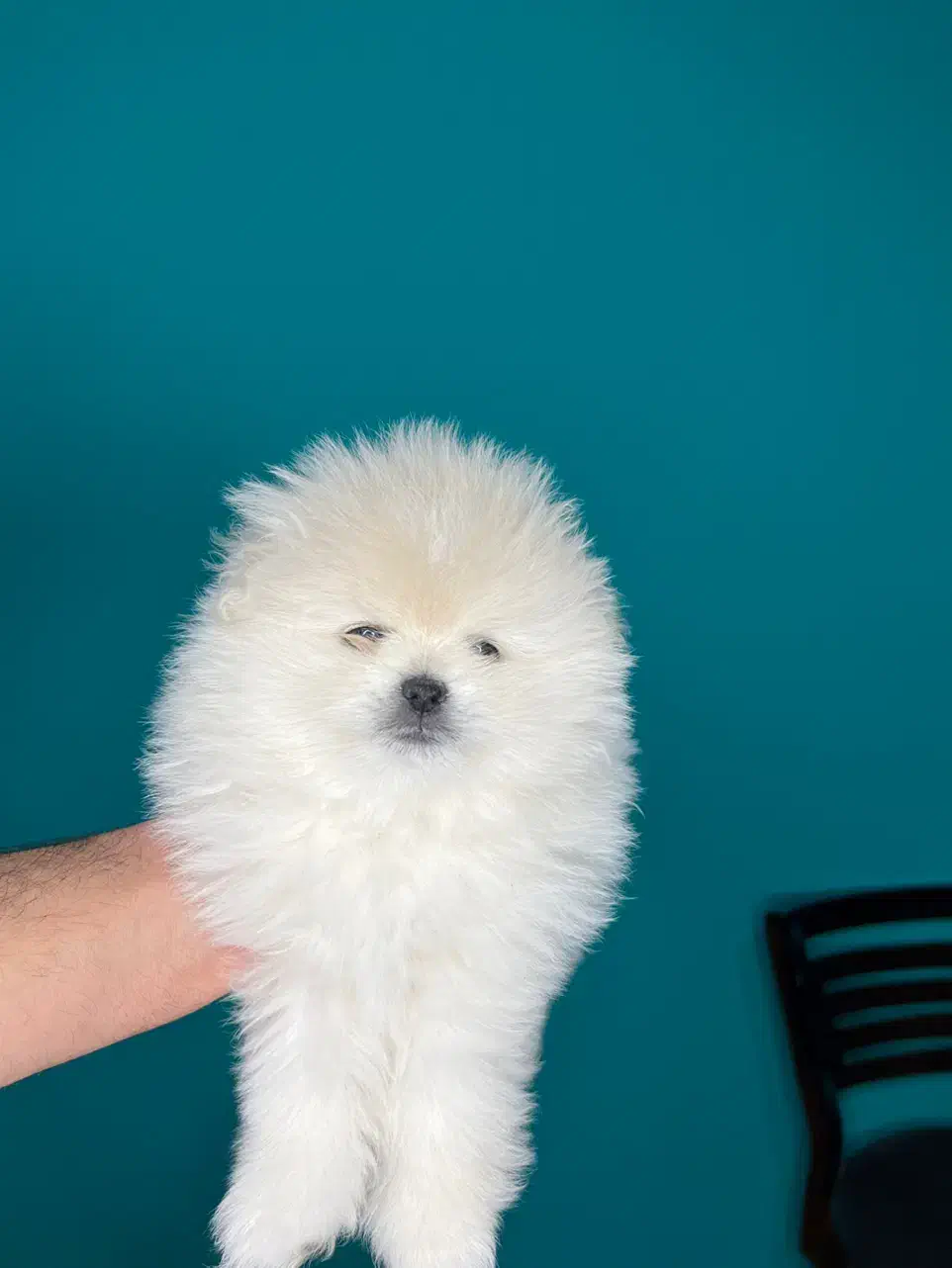 توله پامر خرسی|سگ|مشهد, وکیل‌آباد|دیوار