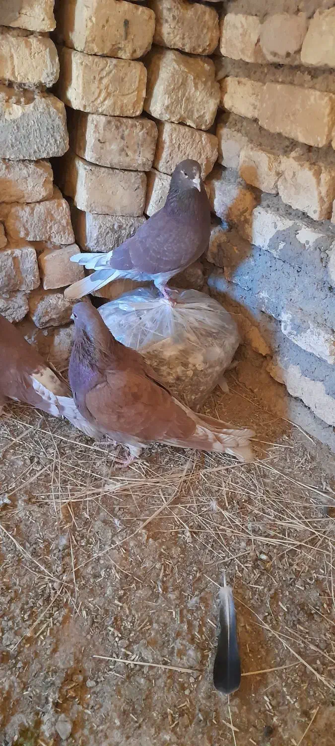 دو جفت کفتر سرخ پرشی|پرنده|فریدونشهر, |دیوار