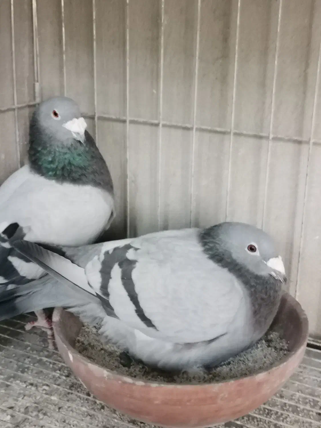 کبوتر مسافتی و پلاکی|پرنده|اصفهان, عمان سامانی|دیوار