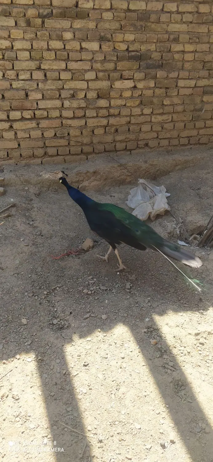 طاوس|پرنده|نهاوند, |دیوار