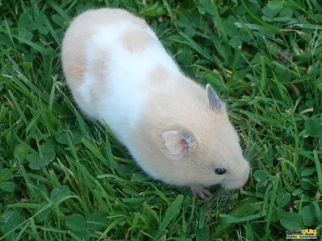 همستر ۲ عدد|موش و خرگوش|شاهین‌شهر, سعدی جنوبی|دیوار