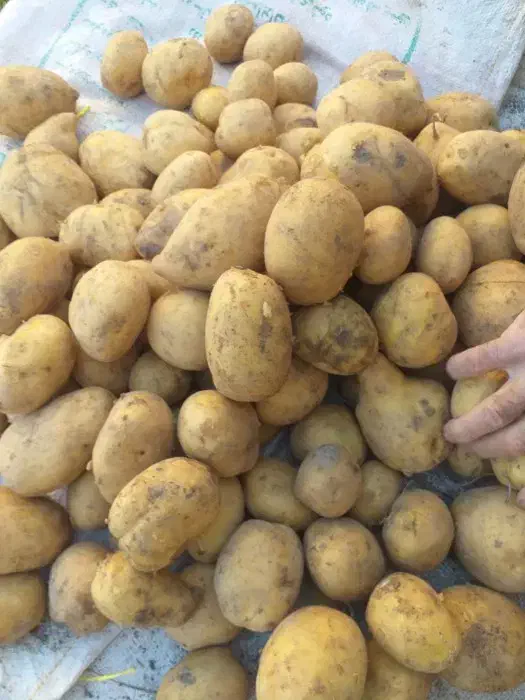 سیب زمینی جیلی و بامبا|خوردنی و آشامیدنی|چادگان, |دیوار