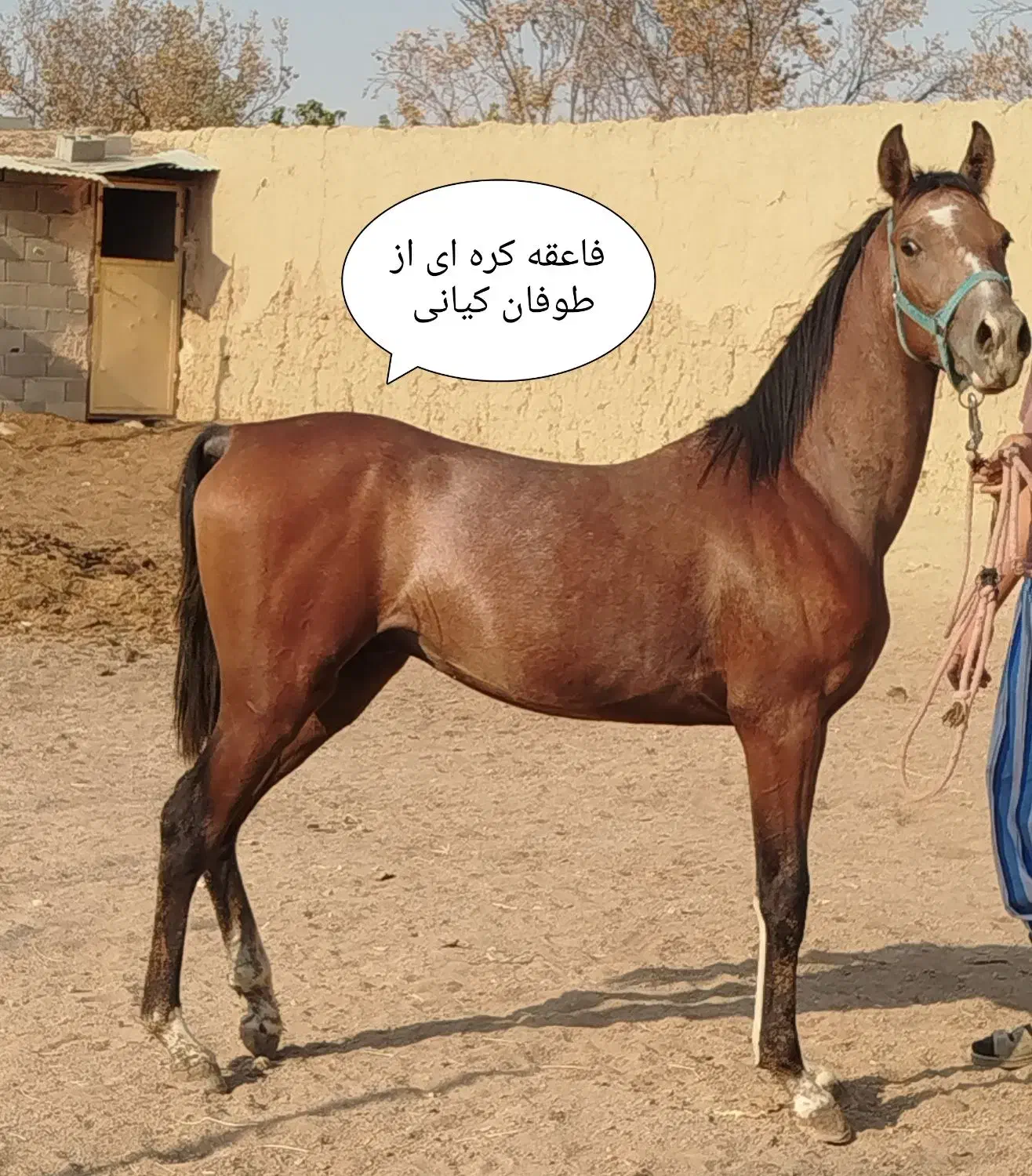 کره طوفان کیانی|اسب و تجهیزات اسب‌سواری|خمینی‌شهر, |دیوار
